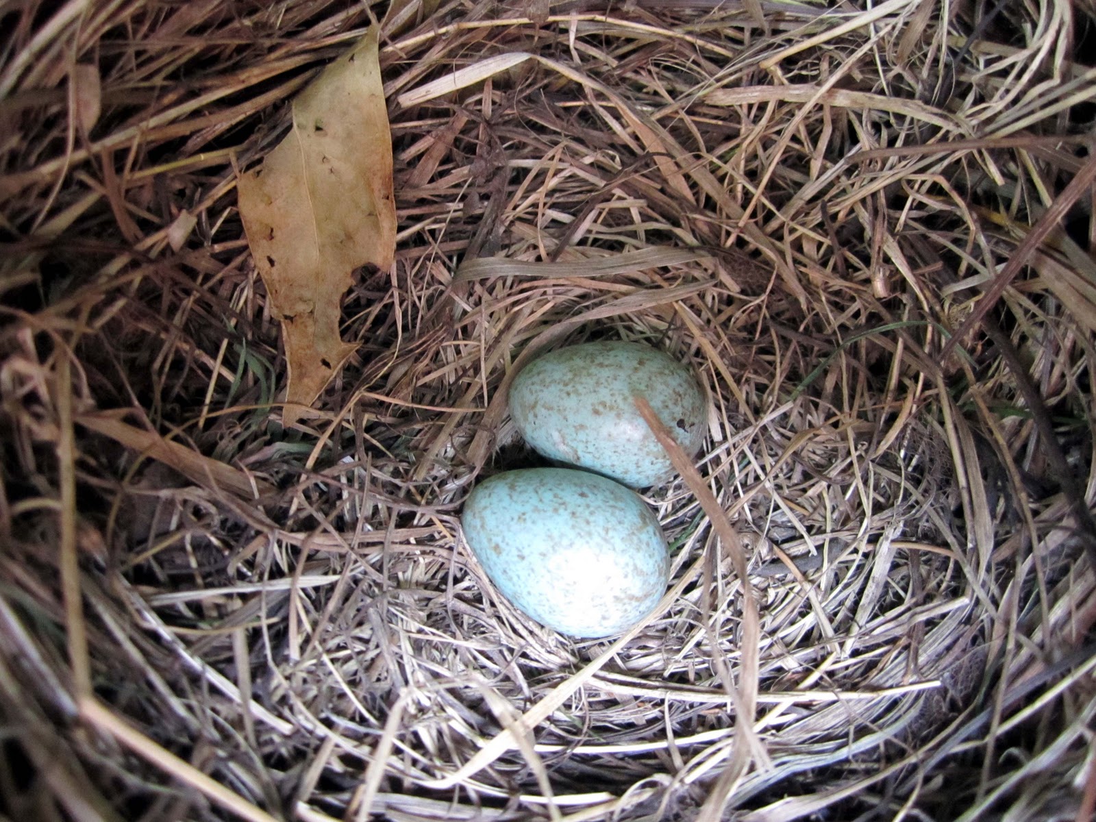 The Making Room Blackbird Eggs Day two