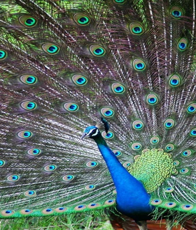 wallpaper HD: Nice Peacock images Free Download