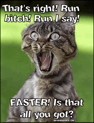 Funny Cats Photos Funny Cats Photos
