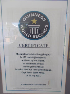 Guinness book of World Records" certificate of "Tom Thumb".