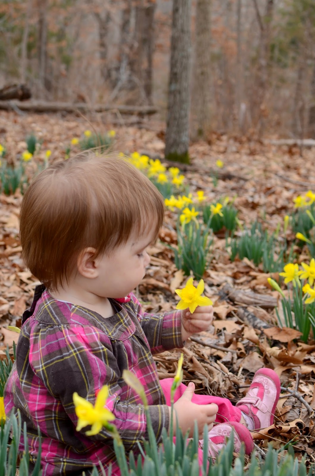 The Rosy Life Daffodils.