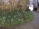 snowdrops line the lane