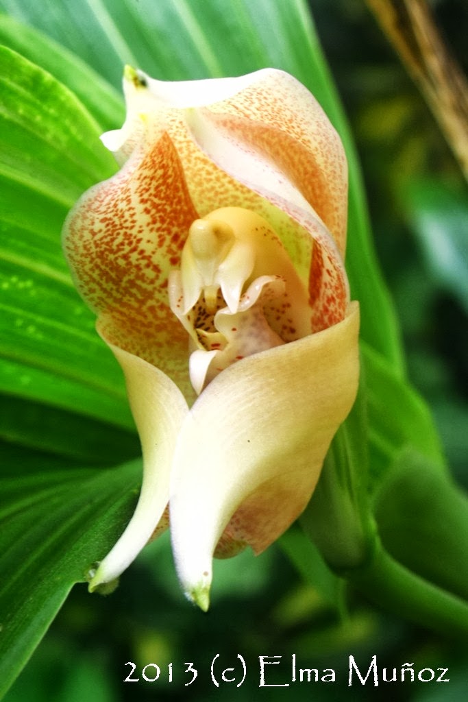 Anguloa virginalis by Terri Winkler | Winkler, Orchidaceae 