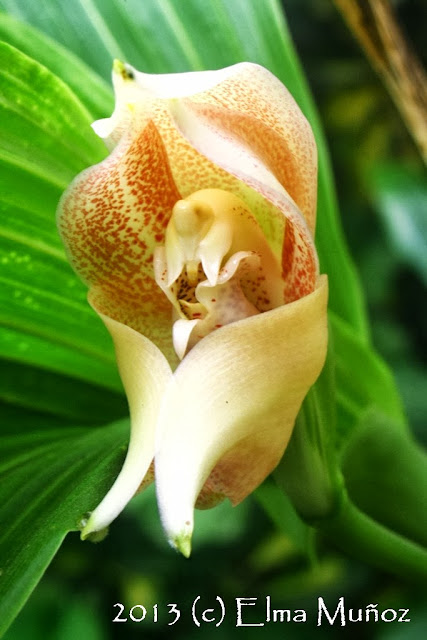 Anguloa virginalis. Foto de orquideas