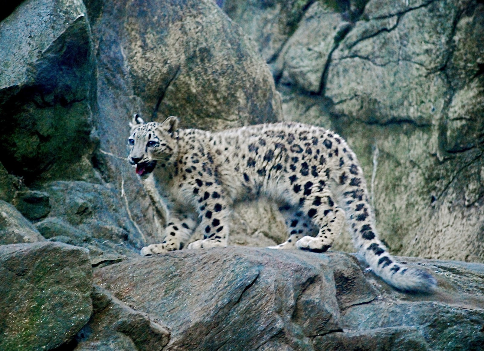NYC ♥ NYC Snow Leopard Cub Makes His Debut to the Public at the Bronx Zoo
