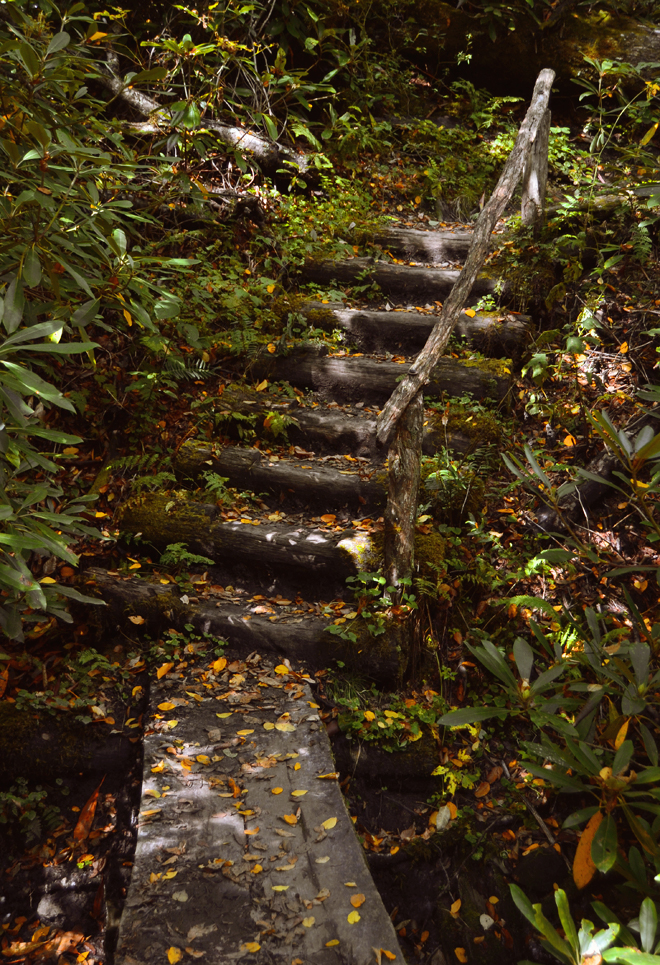 Forest stairs Forest stairs