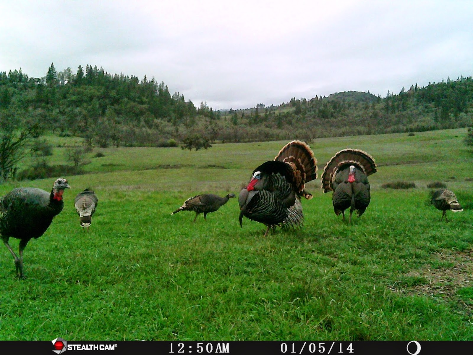 Klamath Basin and Rogue Valley Hunting Southern Oregon Blacktails