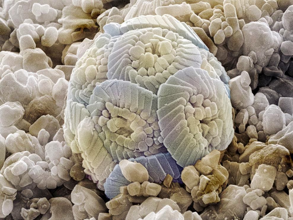 8 things are so cool under microscope ultra facts