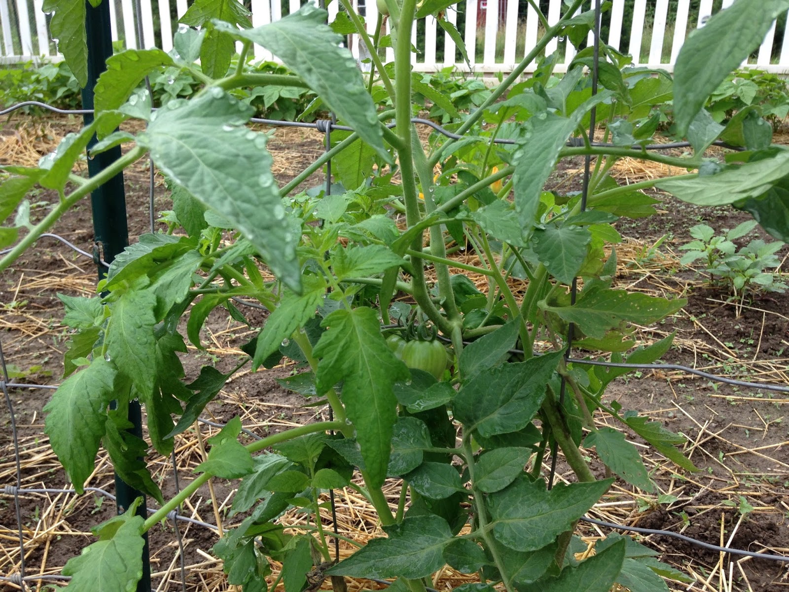 LL Farm A Fence For The Tomatoes