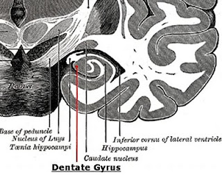 Science, Natural Phenomena & Medicine: Dentate Gyrus