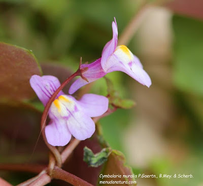Boerenjasmijn Philadelphus Virginal Directplant