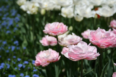 ☆Toyama Tulip Festival ! Toyama prefecture Japan