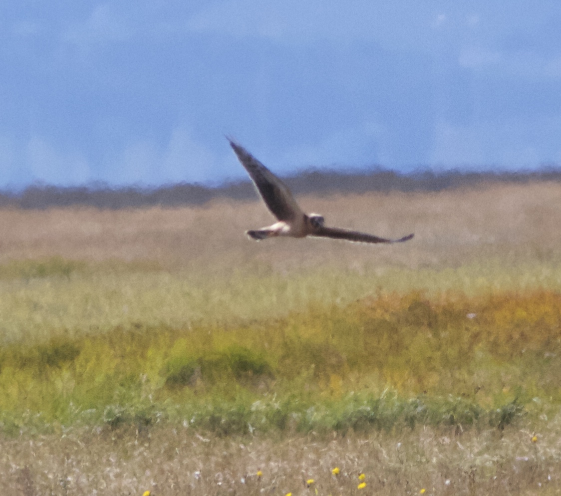 PALLID HARRIER-PARKGATE-4TH SEPTEMBER-2018