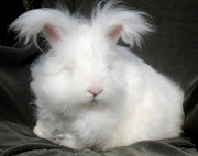 Lovely Angora Bunny Rabbit Yarn pictures of pedigreed english angora bunny rabbit rabbits