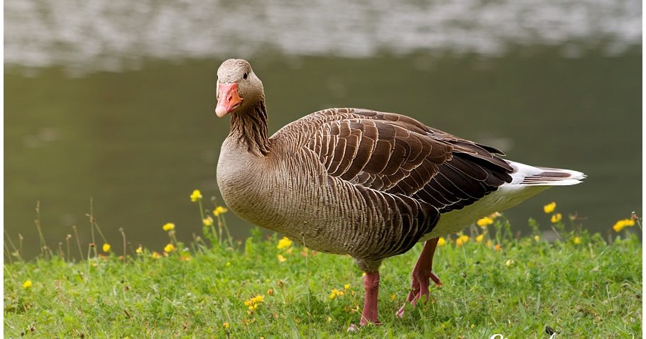 salvas-art.de: Im Reich der Vögel - Teil 2