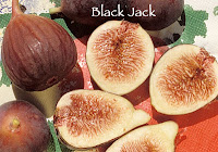 Dwarf fig blackjack