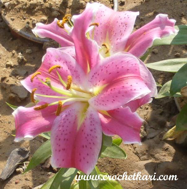 Ahmedabad flower show