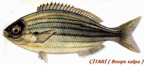 amator ve profosyonel balikcilik balik turleri