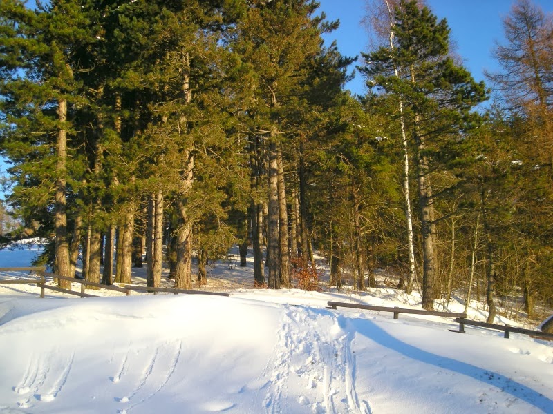 Happy New Year from my beautiful mountains!