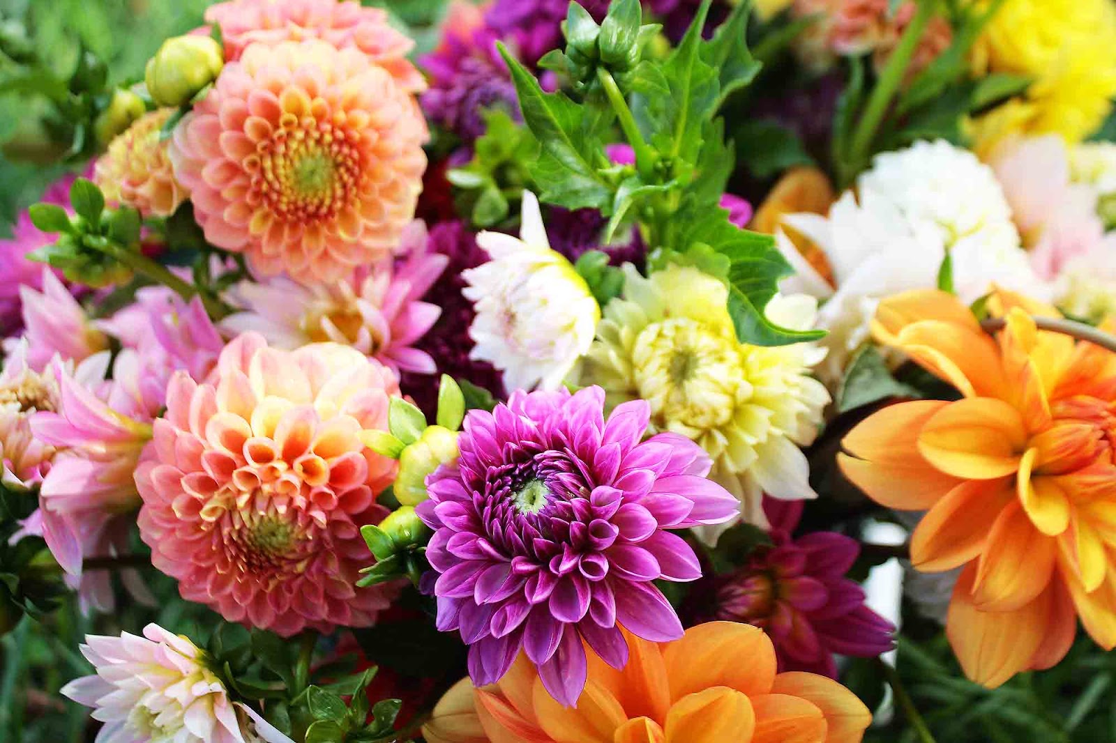 Fresh Flowers fresh flowers Fresh Flowers fresh flowers