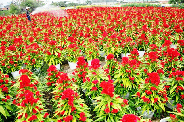 [Image: Dep-nhu-tranh-voi-canh-dong-hoa-xuan-o-Sai-Gon-2.jpg]