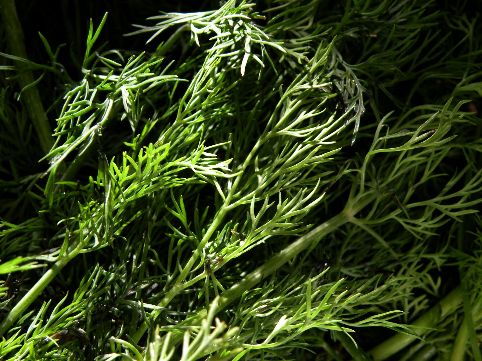 Linn Acres Farm Drying Fresh Dill Leaves Using a Dehydrator