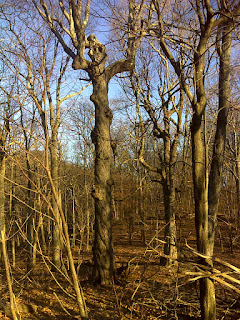 Goblin Mount Location