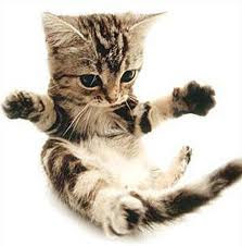 Healthy Pet Better Health Cats And Dogs The Lovable American