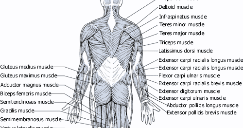 Human anatomy diagram picture ~ Human Anatomy