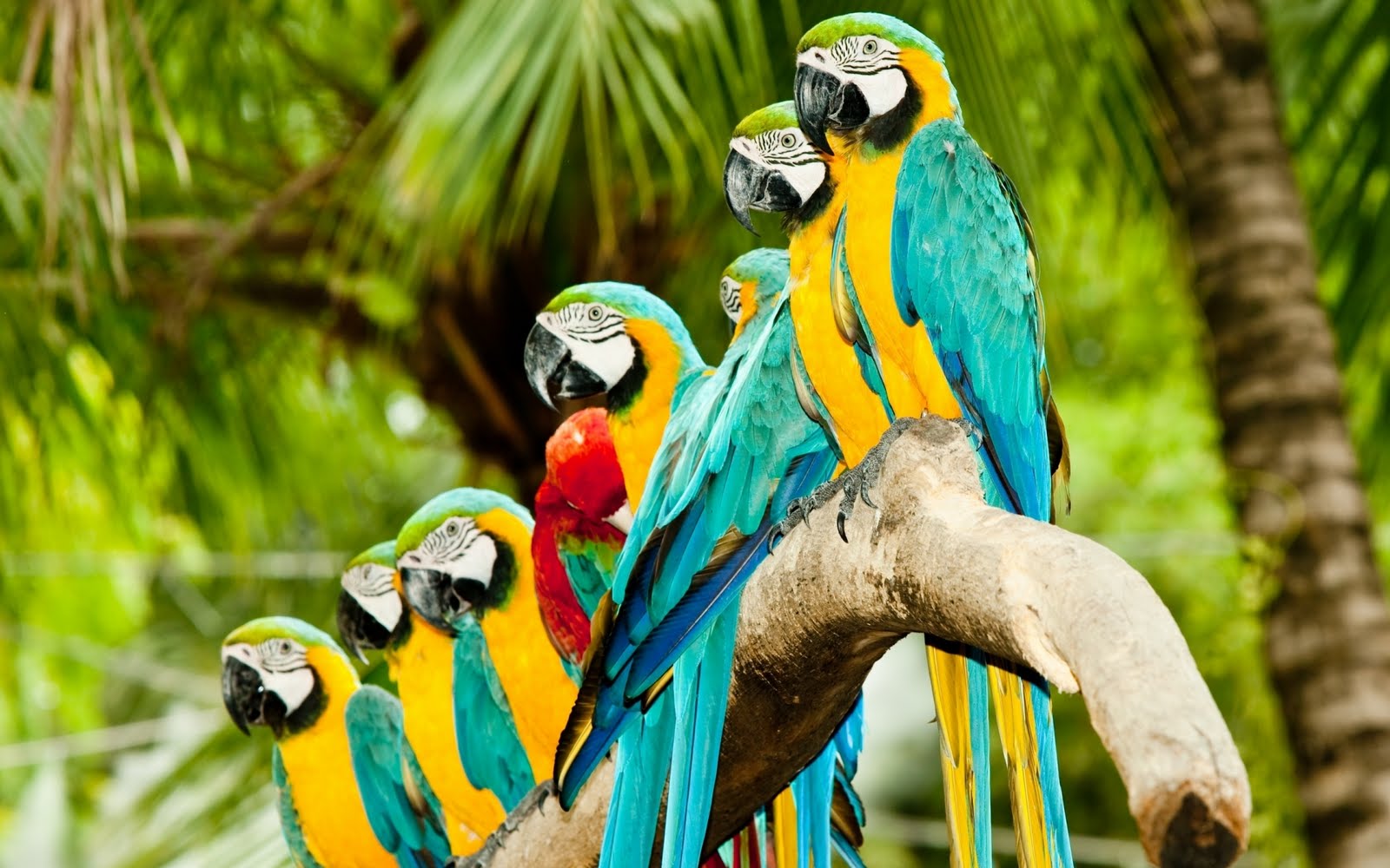 http://2.bp.blogspot.com/-r1oWc98ltjg/TkN4SuI_L_I/AAAAAAAAAA8/Q00CH1Qy25E/s1600/Colourful%2BWallpaper%2BCollection%2BSeries%2B01%2B%2525284%252529.jpg