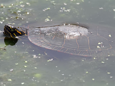 painted turtle under the water