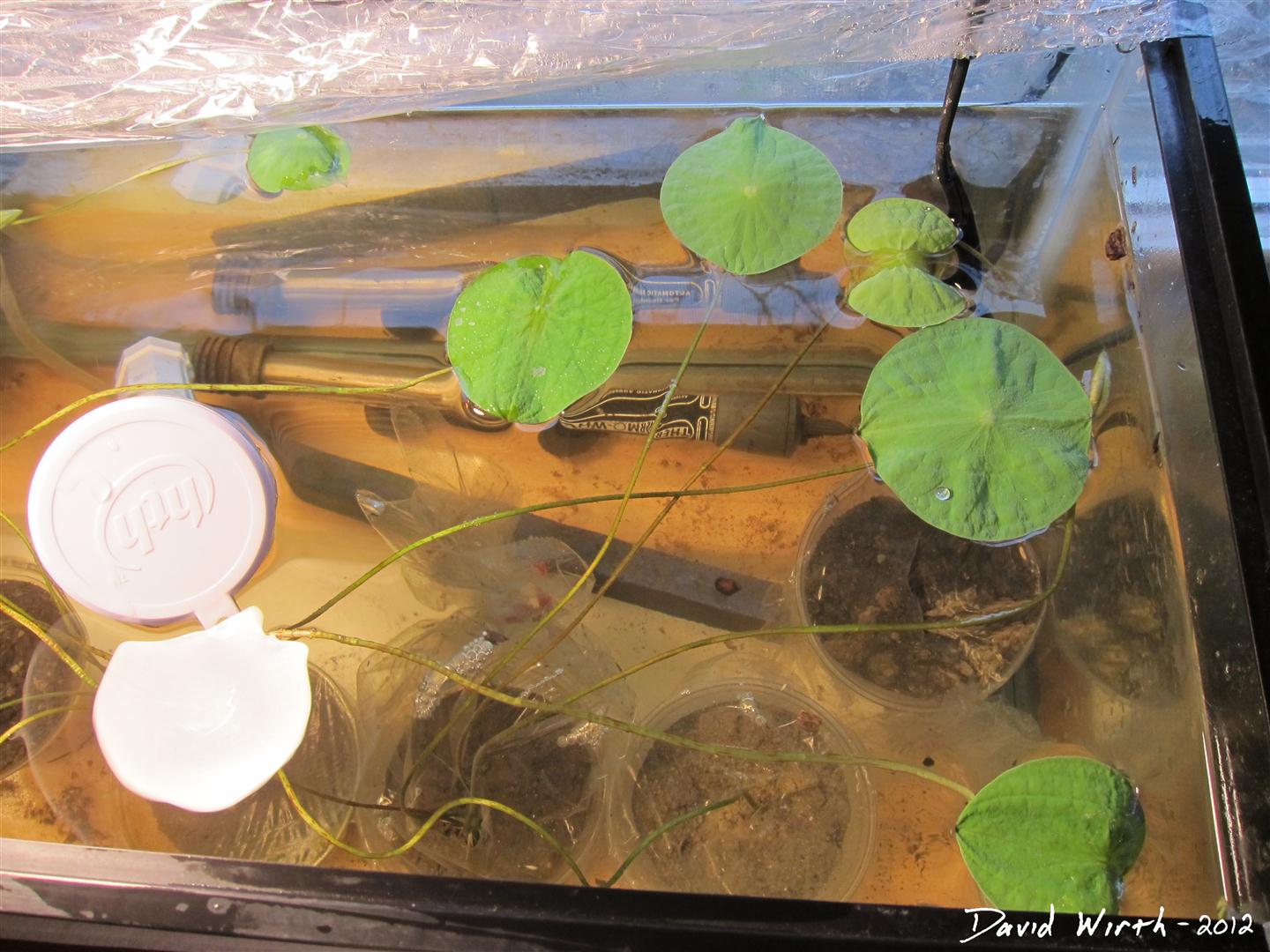 How to Grow a Lotus Plant Indoors from a Seed