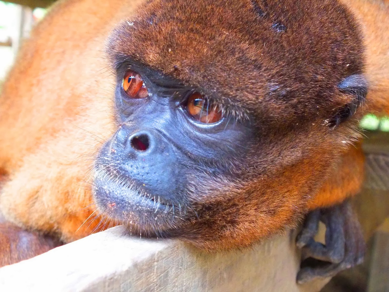 A Journey of 10,000 Miles to Antarctica La Isla de Los monos (monkey