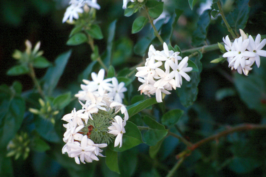 Hawaii Horticulture Hedges in Hawaii's Landscapes, Part 2