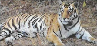 Tadoba-Andhari Tiger Reserve (TATR)