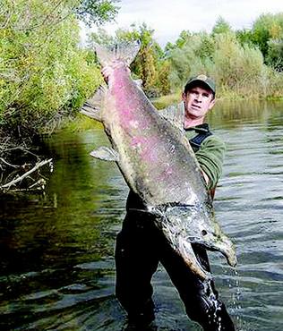 SALMON+CHINOOK+(Oncorhynchus+tshawytscha)+alaska+canada+kola+world+record+biggest+fish++world+ever+caught+big+huge+fishes+records+largest+monster+fishing+giant+size+images+pictures+IGFA+lb+pound+river+vv.jpg