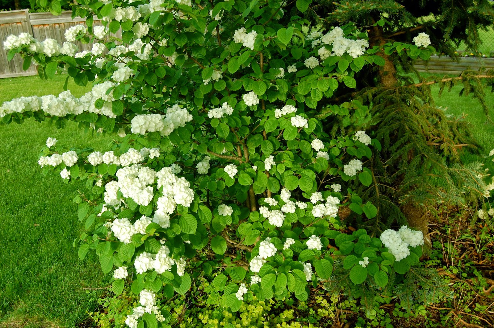 Astrid S Garden Design Viburnum