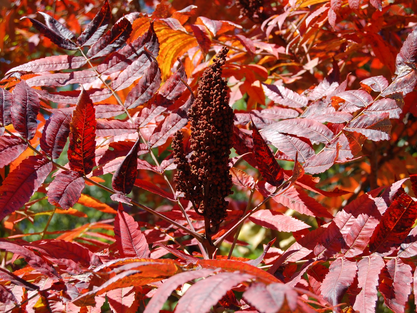 Brenda's "Texas Wild" Garden Wild Sumac