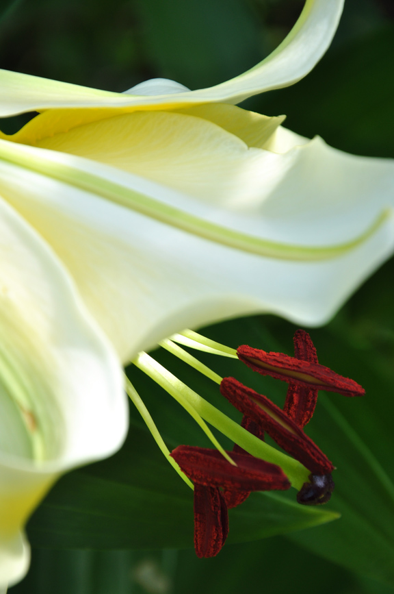Three Dogs in a Garden Oriental Lilies in the Garden of Marion Jarvie
