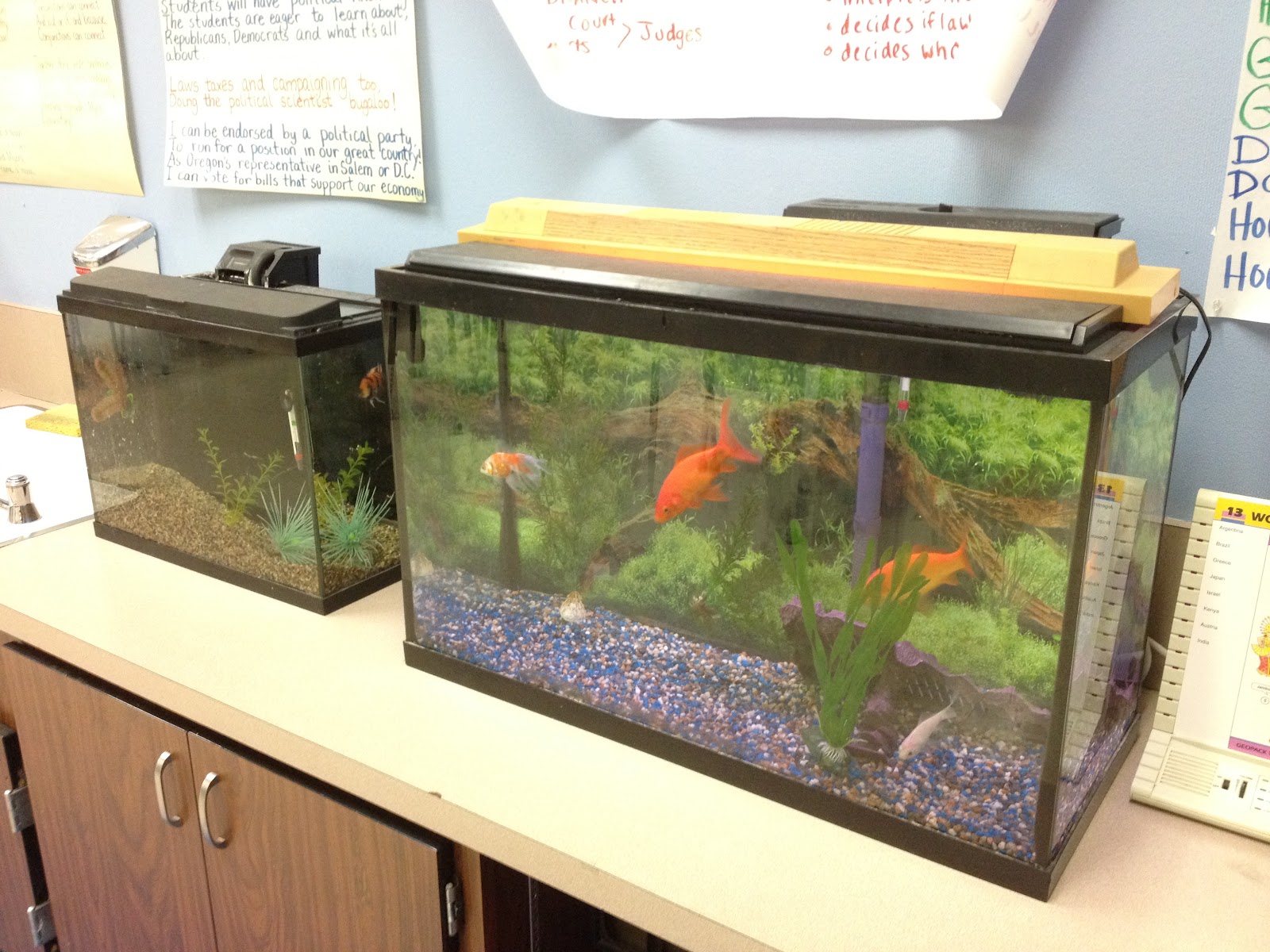 Apples of Your Eye! * Classroom Pets Fish Edition!