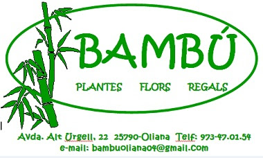 Floristeria Bambú Oliana