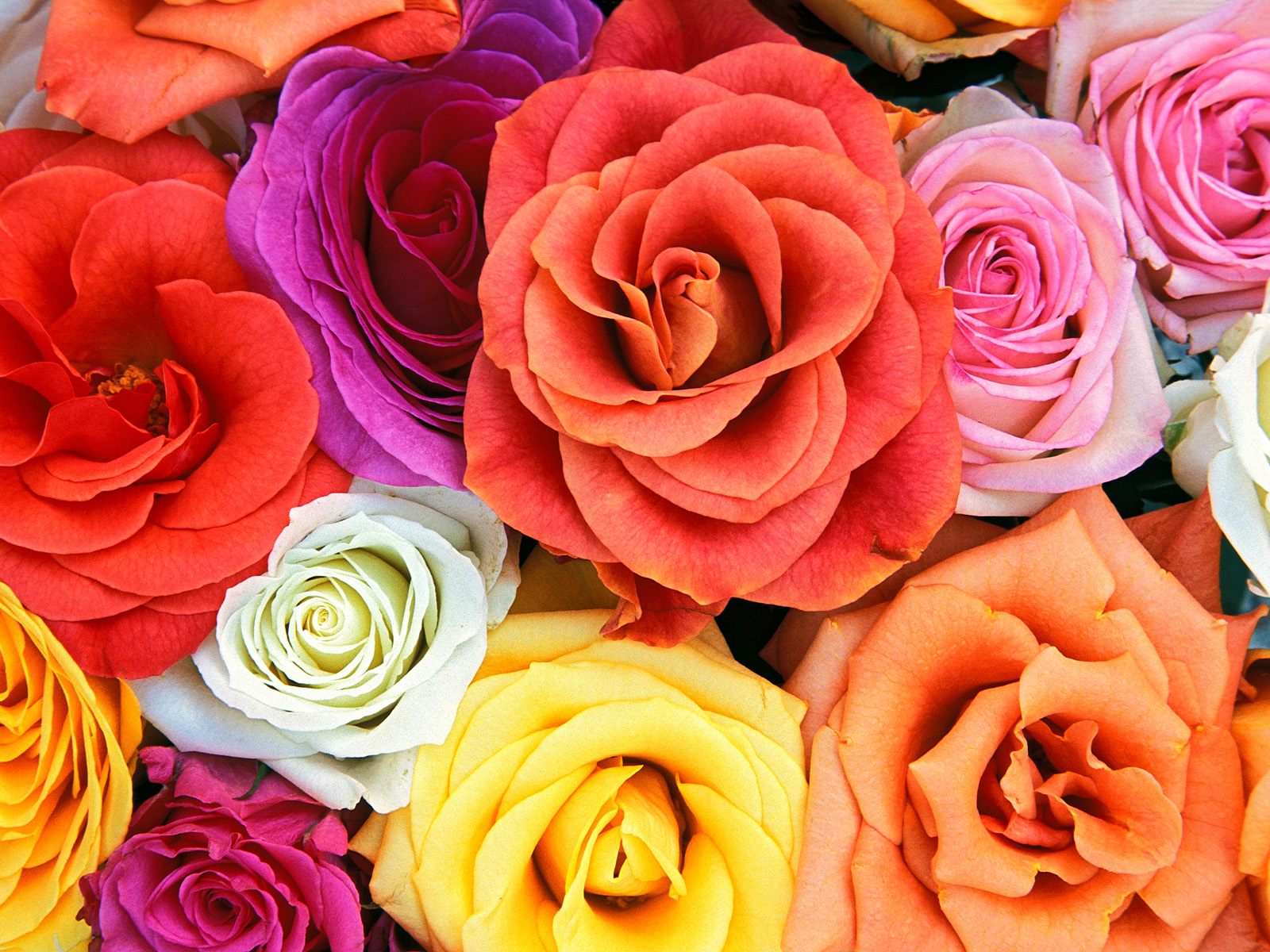 Download Walpaper Cantik, Bunga Dan Bingkai Photo