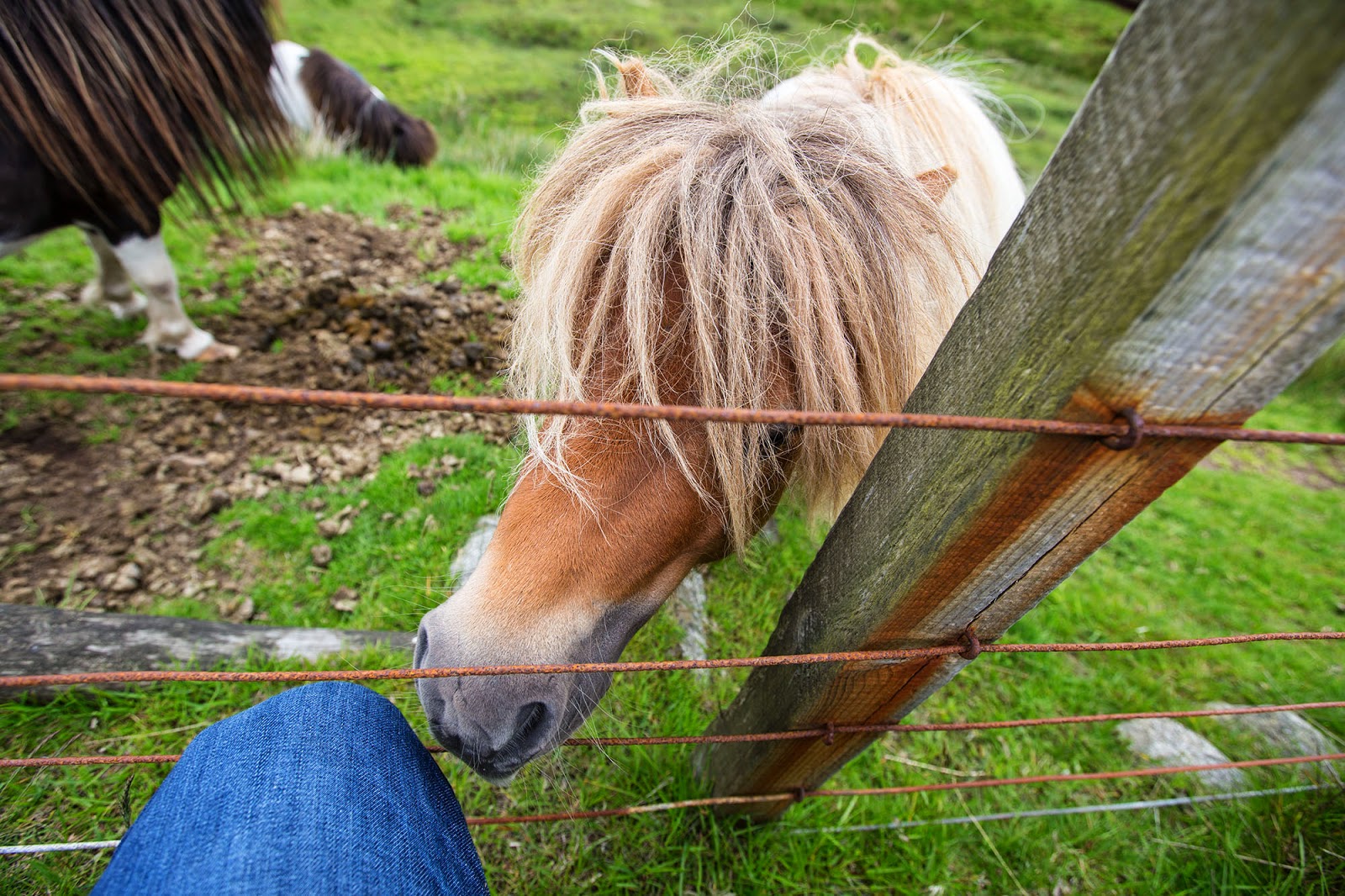 Shetland Ponies Scotland's Work Horses Britain All Over Travel Guide
