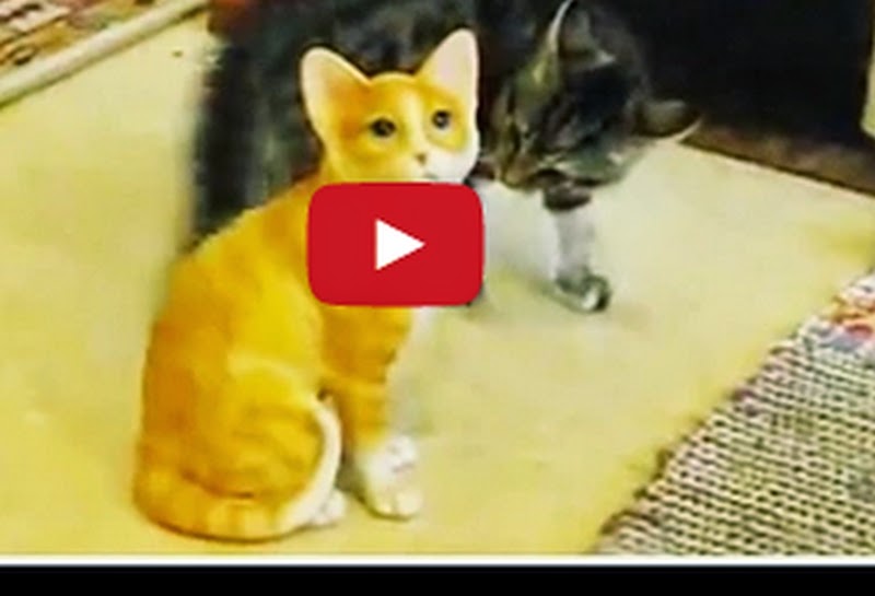 Cute Kitten Playing With Fake Cat Porcelain Fight So Adorable