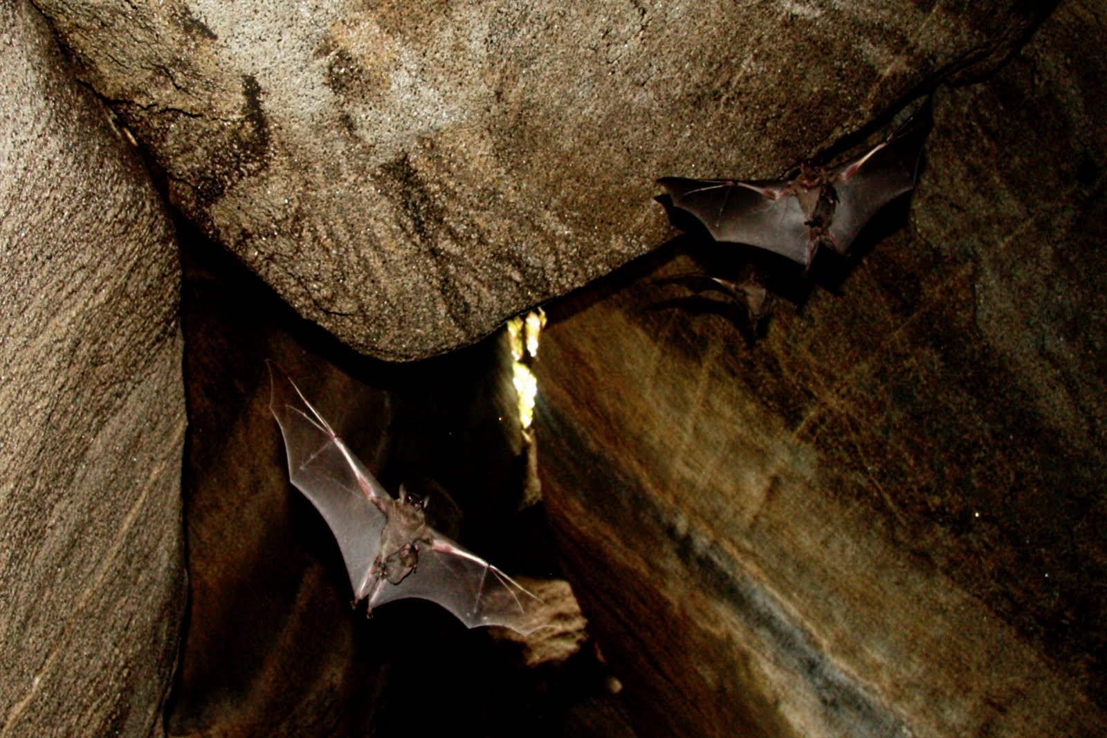 Vietnamese Bats blog