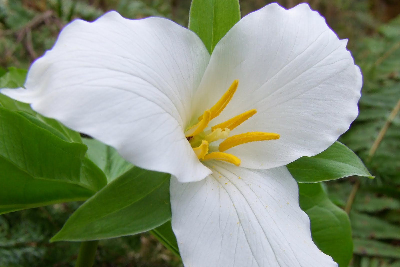 Green Grandparent Canada Easter lilies wild and free