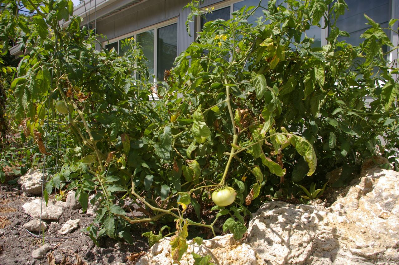 tin box garden, notreallyavegetable edition tin box garden, notreallyavegetable edition