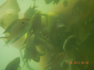 "SCUBA DIVING" amongst the Corals and fish of Malvan.