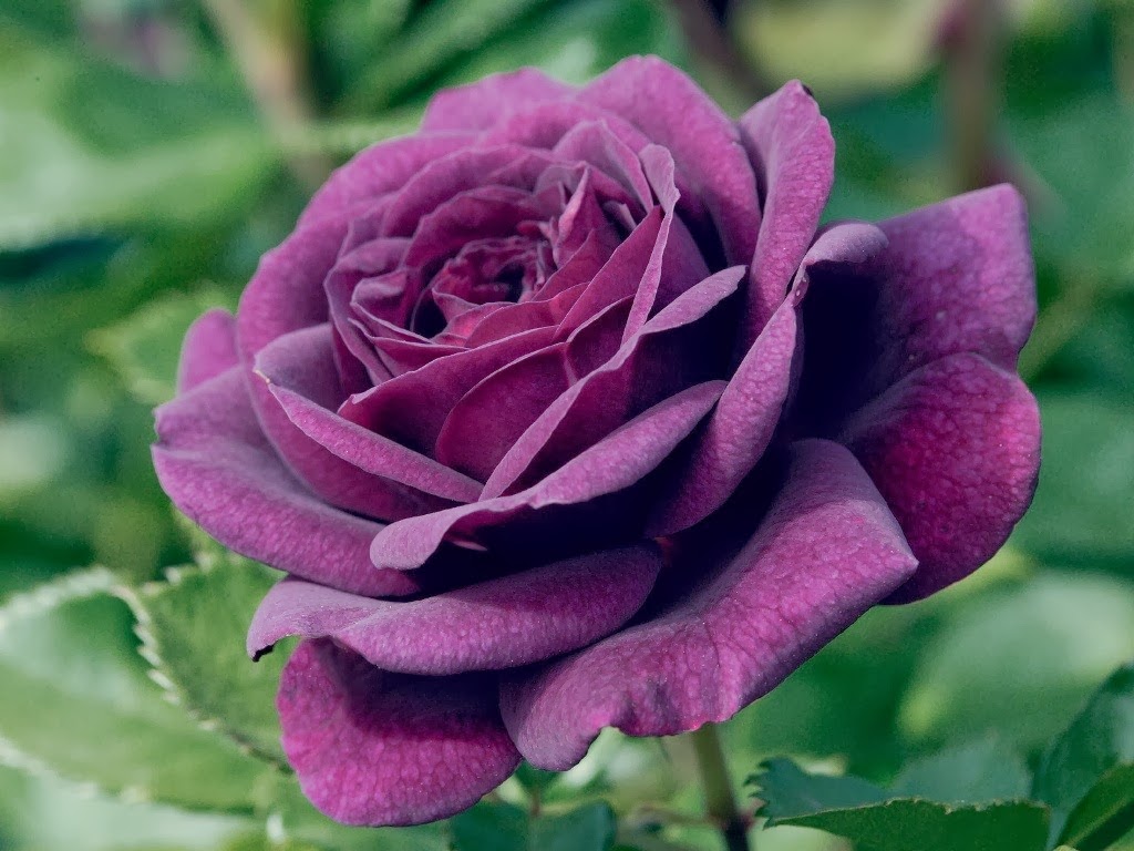 10 Colors of Rose That Express Feelings Top 10s 10 Colors of Rose That Express Feelings Top 10s