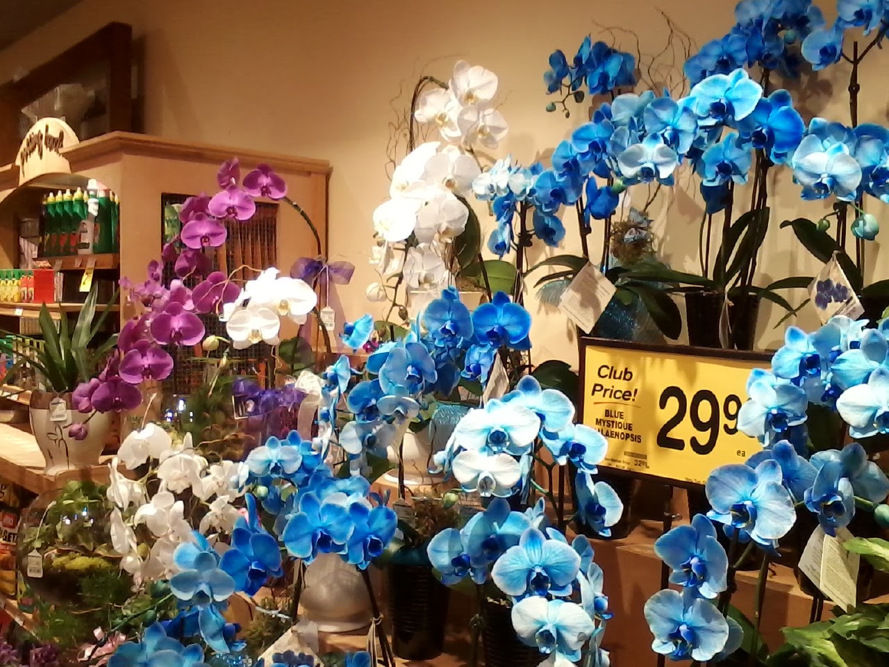 Growing Orchids For Fun And Profit Blue Orchids And How You Can Grow Them